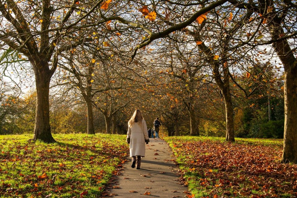 A person walks down a path in an autumn park.
